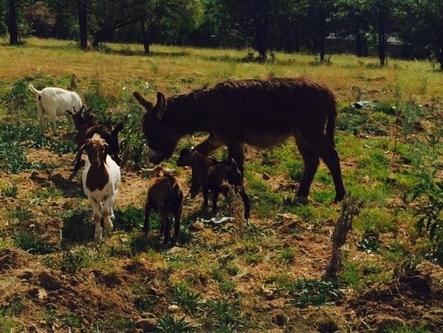 Petting farm 2
